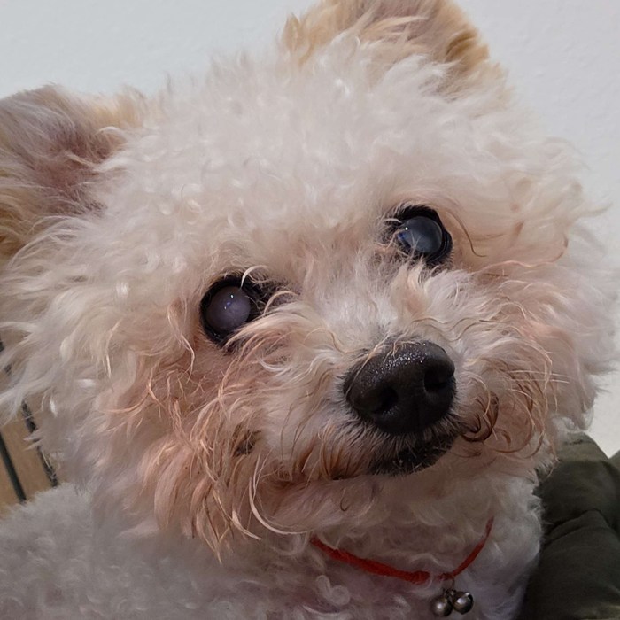 The goodest pup